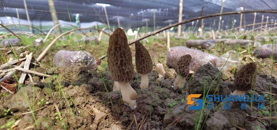 1649640932161246.jpg 15-41-54-96-283825.jpg