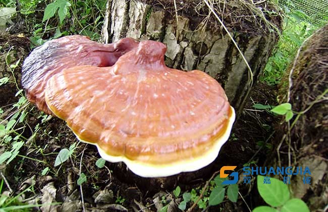 1651632609352560.jpg 20150627091103323.jpg