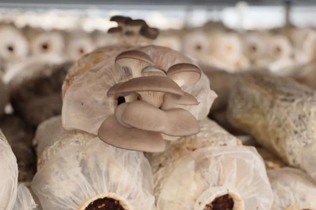 1656637760173623.jpeg 13-42-49-19-283825.jpeg