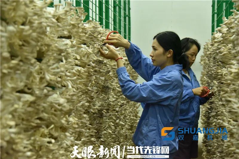 1660617731213719.jpg 09-01-56-61-283825.jpg